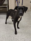 adoptable Dog in Conroe, TX named MISSY