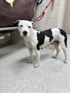 adoptable Dog in Conroe, TX named JETTA