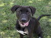 adoptable Dog in Conroe, TX named JULIETTA