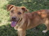 adoptable Dog in Conroe, TX named JUBELA