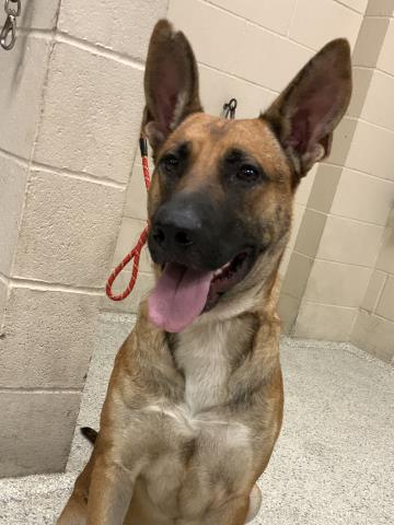 adoptable Dog in Conroe, TX named IVAN