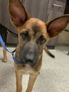 adoptable Dog in Conroe, TX named AMBROSE