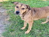 adoptable Dog in Conroe, TX named PETE