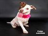 adoptable Dog in Conroe, TX named PAIGE