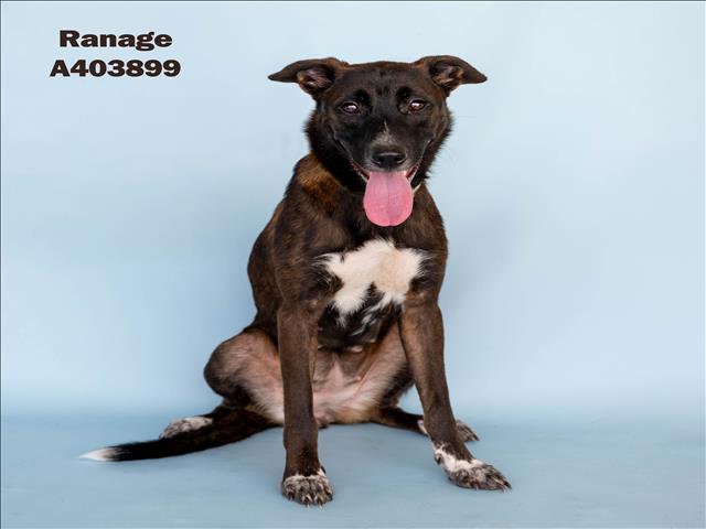 adoptable Dog in Conroe, TX named RANAGE