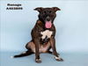 adoptable Dog in Conroe, TX named RANAGE