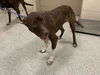 adoptable Dog in Conroe, TX named WHISKEY