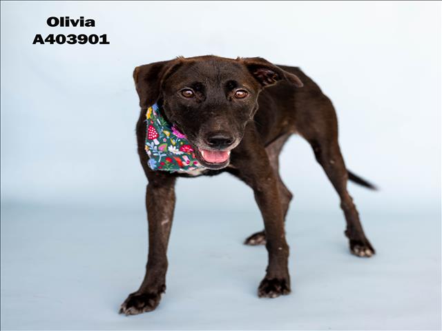 adoptable Dog in Conroe, TX named OLIVIA