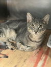 adoptable Cat in Conroe, TX named GREYSON