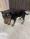 adoptable Dog in Conroe, TX named BODOKE