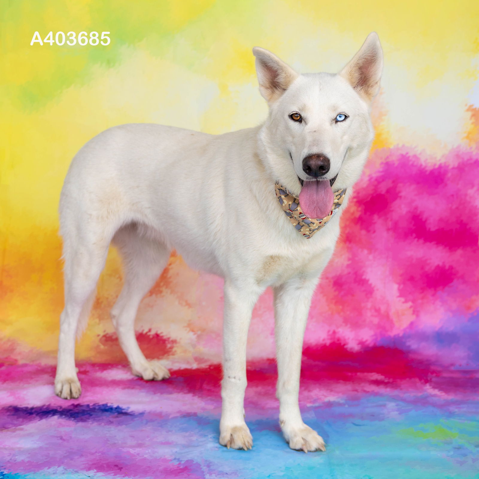 adoptable Dog in Conroe, TX named FLURRY