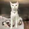 adoptable Cat in Conroe, TX named CORALINE