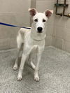 adoptable Dog in Conroe, TX named PAITYN