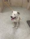 adoptable Dog in Conroe, TX named KYSON