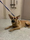 adoptable Dog in Conroe, TX named AVIANA