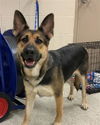 adoptable Dog in Conroe, TX named AMIRI