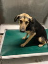 adoptable Dog in Conroe, TX named KYLEIGH