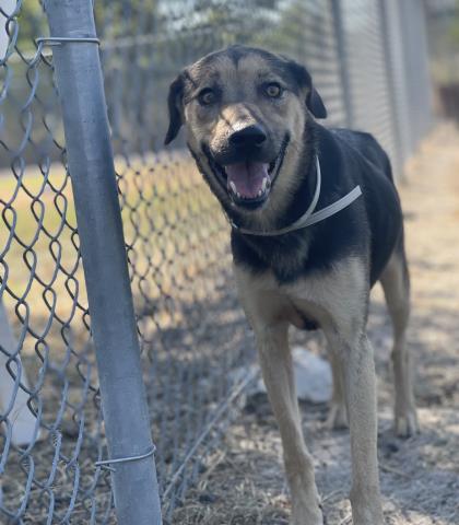 adoptable Dog in Conroe, TX named KYLEIGH