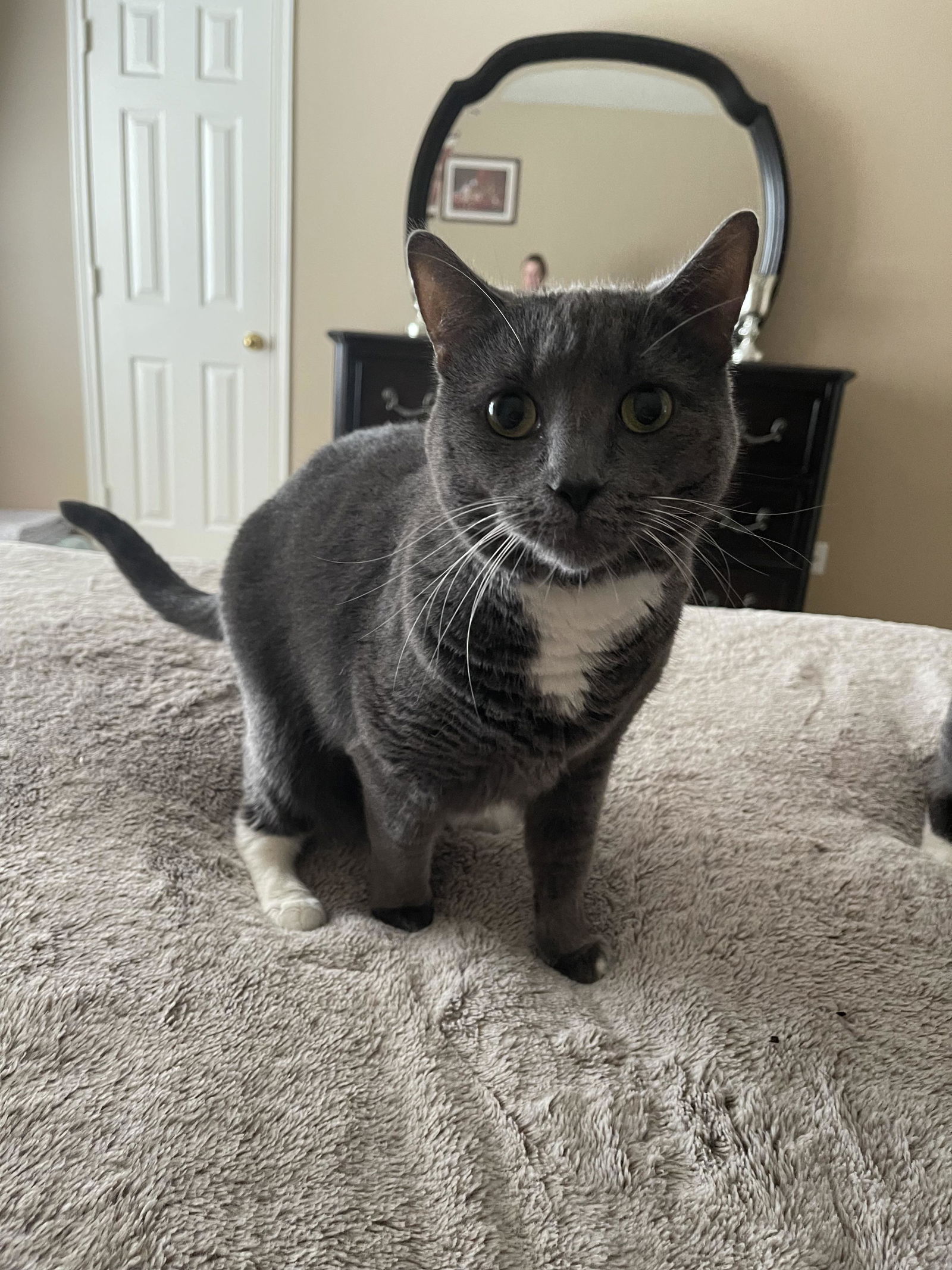 adoptable Cat in Conroe, TX named FRANKIE