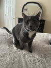 adoptable Cat in Conroe, TX named FRANKIE