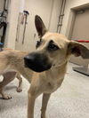 adoptable Dog in Conroe, TX named SERAPHINA