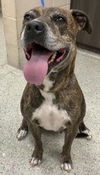 adoptable Dog in Conroe, TX named WILLOW