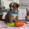 adoptable Dog in  named PETER