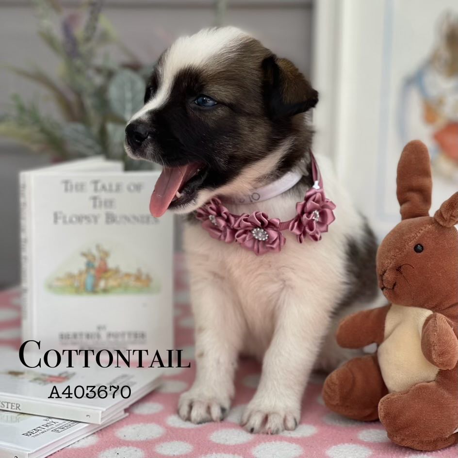 adoptable Dog in Conroe, TX named COTTONTAIL