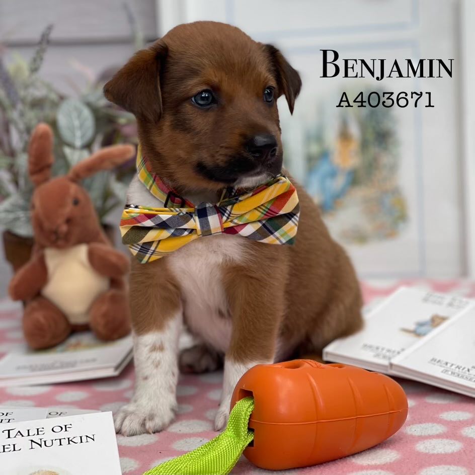 adoptable Dog in Conroe, TX named BENJAMIN