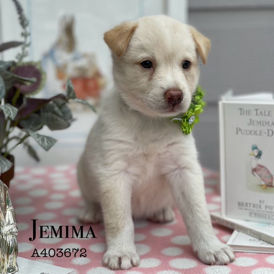 adoptable Dog in Conroe, TX named JEMIMA