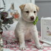 adoptable Dog in Conroe, TX named JEMIMA