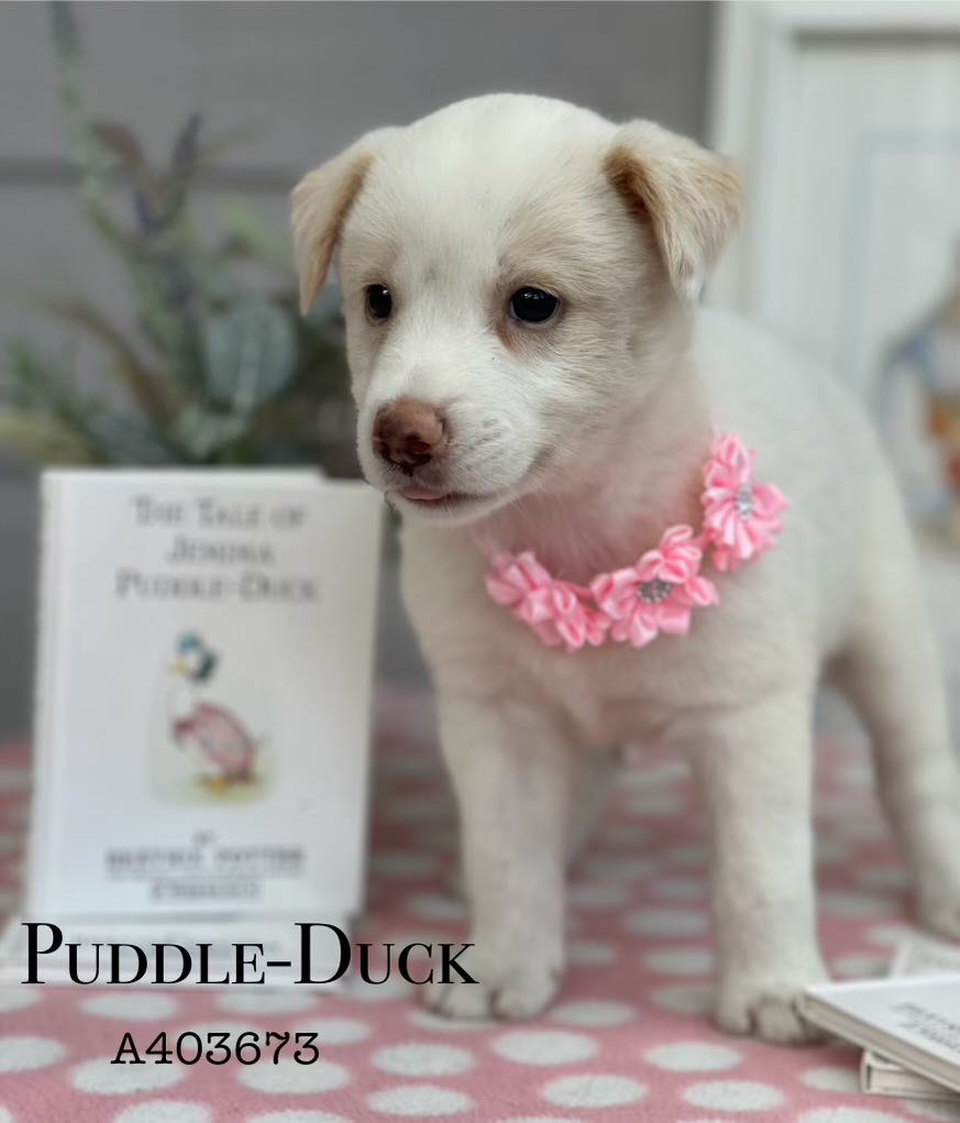 adoptable Dog in Conroe, TX named PUDDLE-DUCK