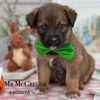 adoptable Dog in Conroe, TX named MR MCGREGOR