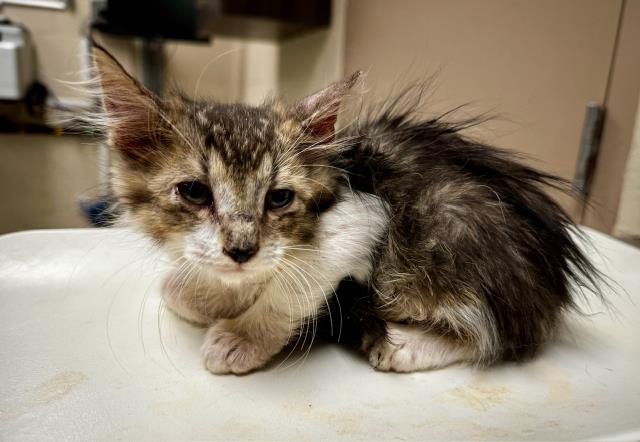 adoptable Cat in Conroe, TX named A404708