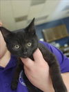 adoptable Cat in  named CASPER