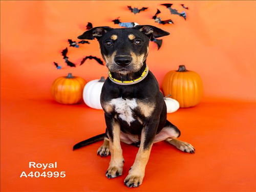 picture of the dog needing adoption