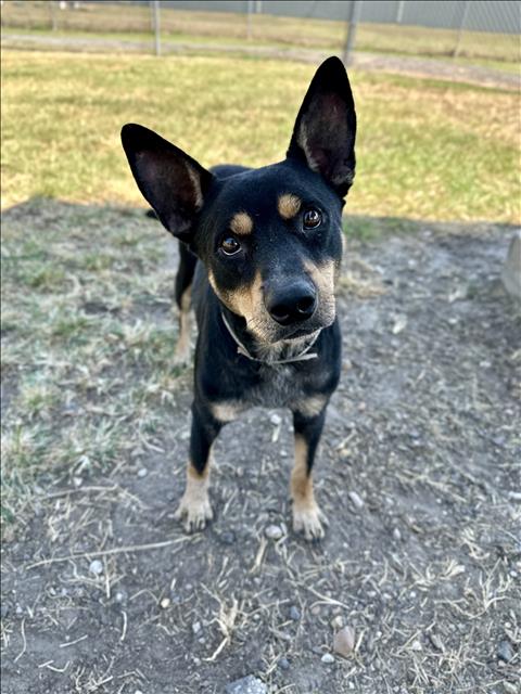 adoptable Dog in Conroe, TX named BANKS