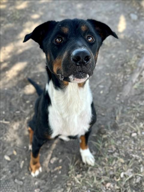 adoptable Dog in Conroe, TX named CLIFFORD