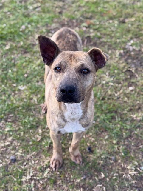 adoptable Dog in Conroe, TX named QUINTION