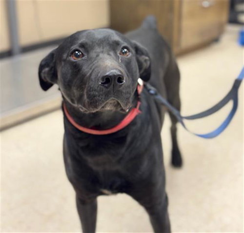 BUDDY - Labrador Retriever available for adoption