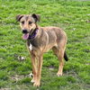 adoptable Dog in  named ZOE