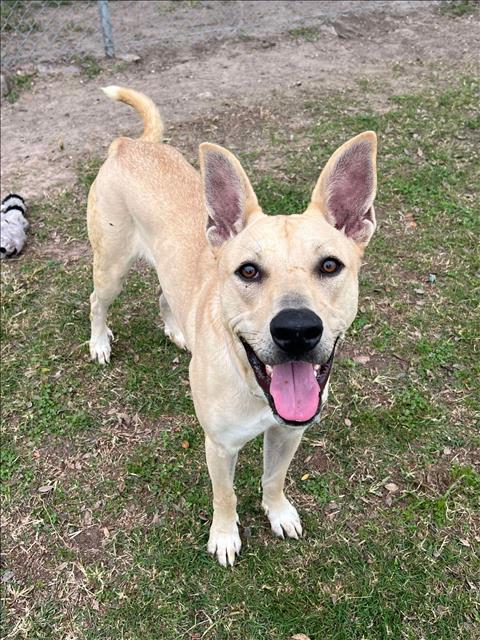 adoptable Dog in Conroe, TX named MOLLY