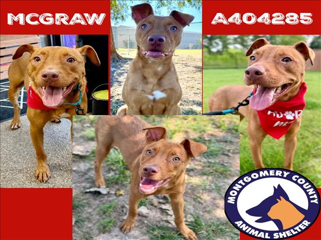 adoptable Dog in Conroe, TX named MCGRAW