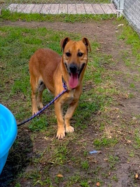 SAM - Labrador Retriever available for adoption
