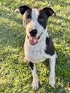 adoptable Dog in  named ROME