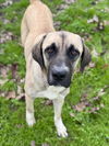 adoptable Dog in  named XENA