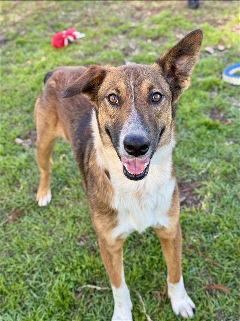 adoptable Dog in Conroe, TX named RAINIER