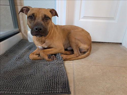 WINSTON - Pit Bull Terrier available for adoption