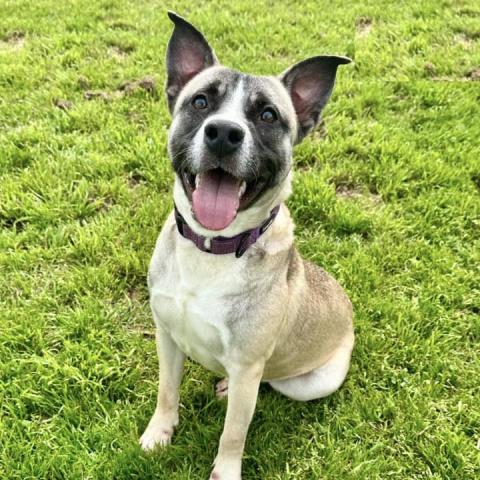 adoptable Dog in Conroe, TX named AUSTIN