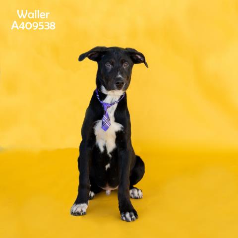 adoptable Dog in Conroe, TX named WALLER